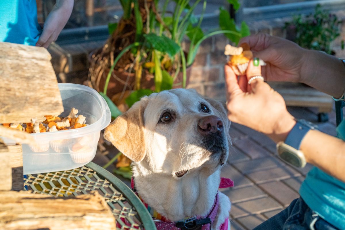 あげすぎていませんか?愛犬のおやつ、正しい選び方と与える量の基本ルール