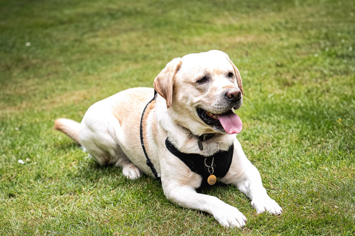 まだ夏バテ気味?残暑で崩れた愛犬の食欲・体重・水分を立て直す3つの視点