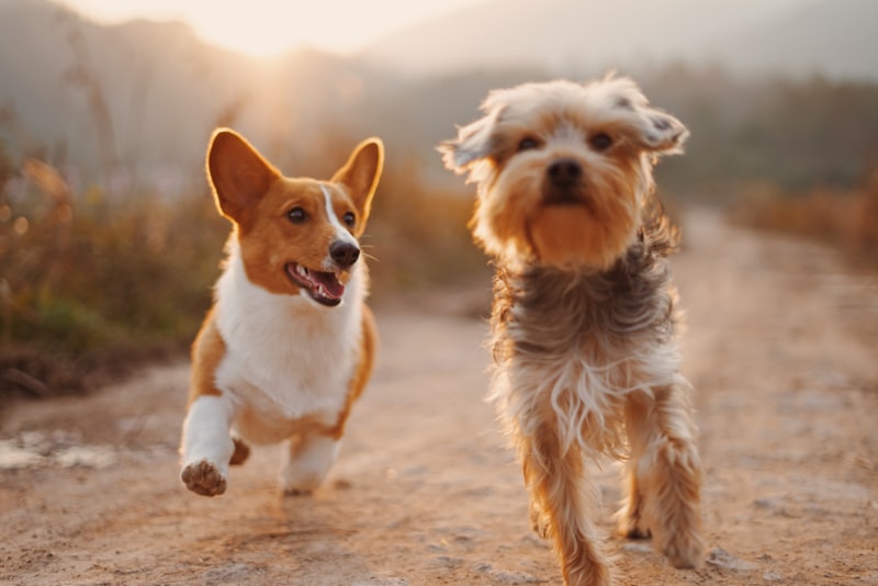 2026年注目のサステナブルペットフード〜地球にも愛犬にも優しい選択