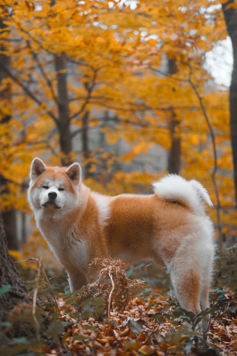 秋田犬