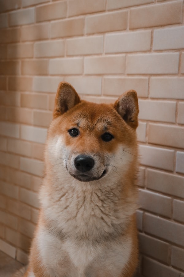 柴犬