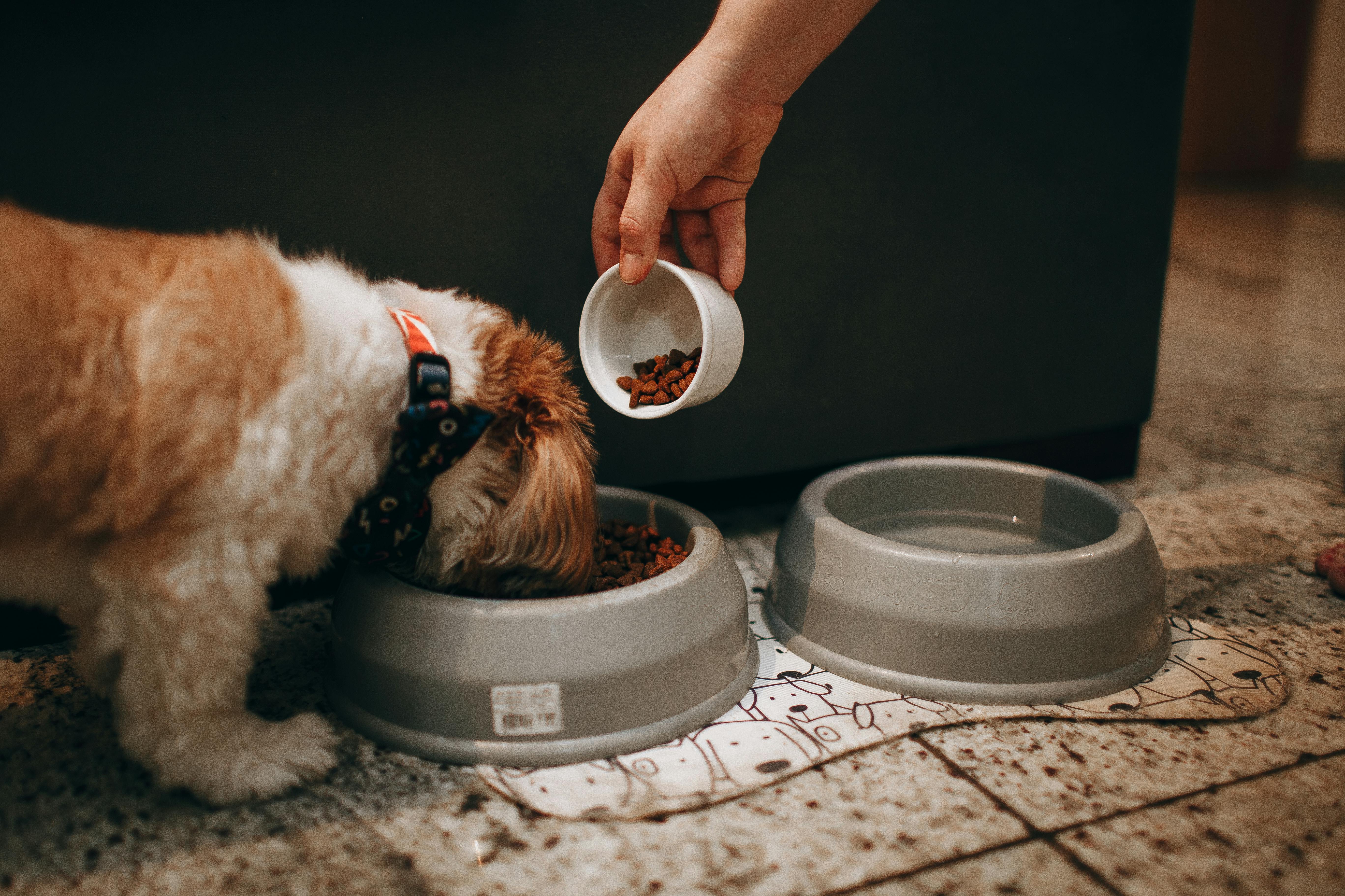 愛犬の適正体重チェックと給餌量計算法｜今日から始める正確な食事管理
