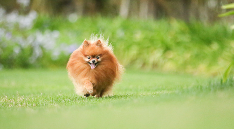 愛犬の運動量とカロリー管理ガイド｜活動レベル別の給餌量の決め方