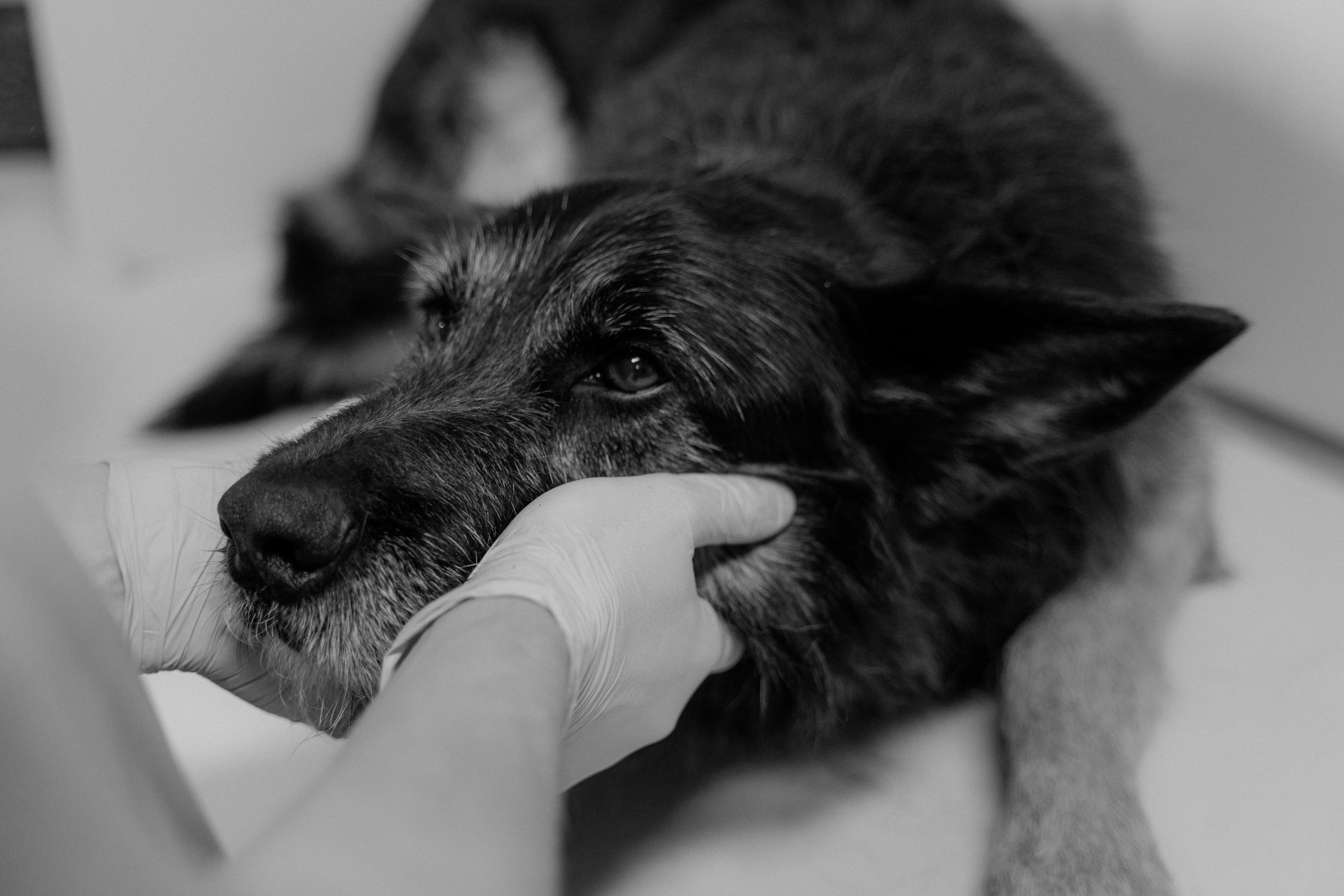 愛犬のフードアレルギー、もしかして？セルフチェックと対処法
