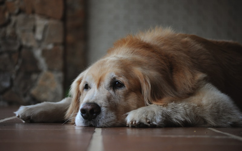 犬の皮膚・被毛ケアフードガイド｜艶やかな毛並みを食事で作る方法