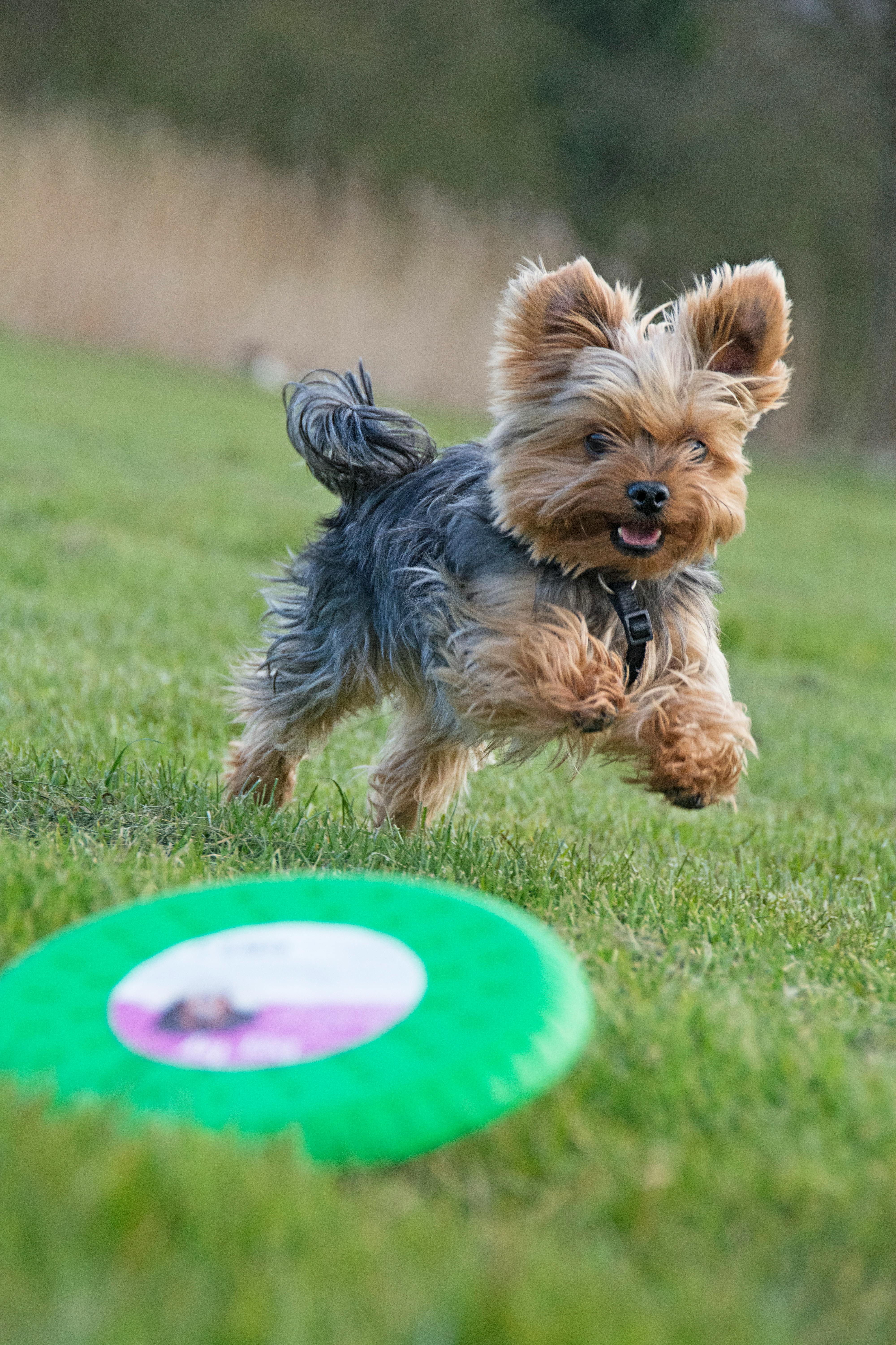 犬の肥満・体重管理ガイド｜適正体重の確認から減量食まで徹底解説