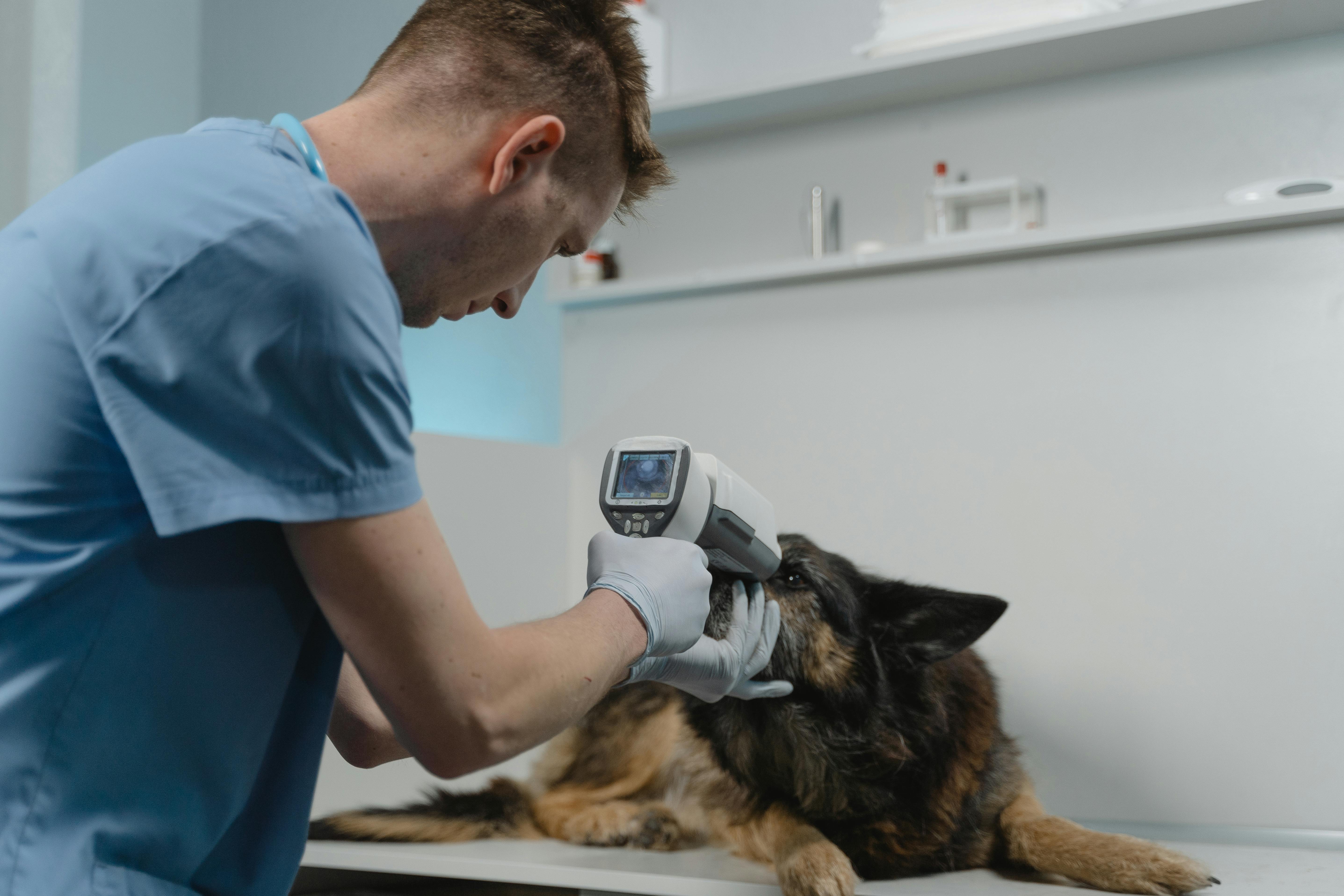 愛犬の健康診断でわかること、フードで健康をサポートできること