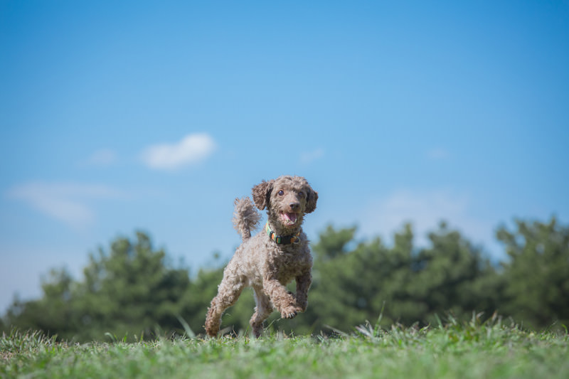 パピー（子犬）のドッグフードの選び方｜成長期に大切な栄養の基本
