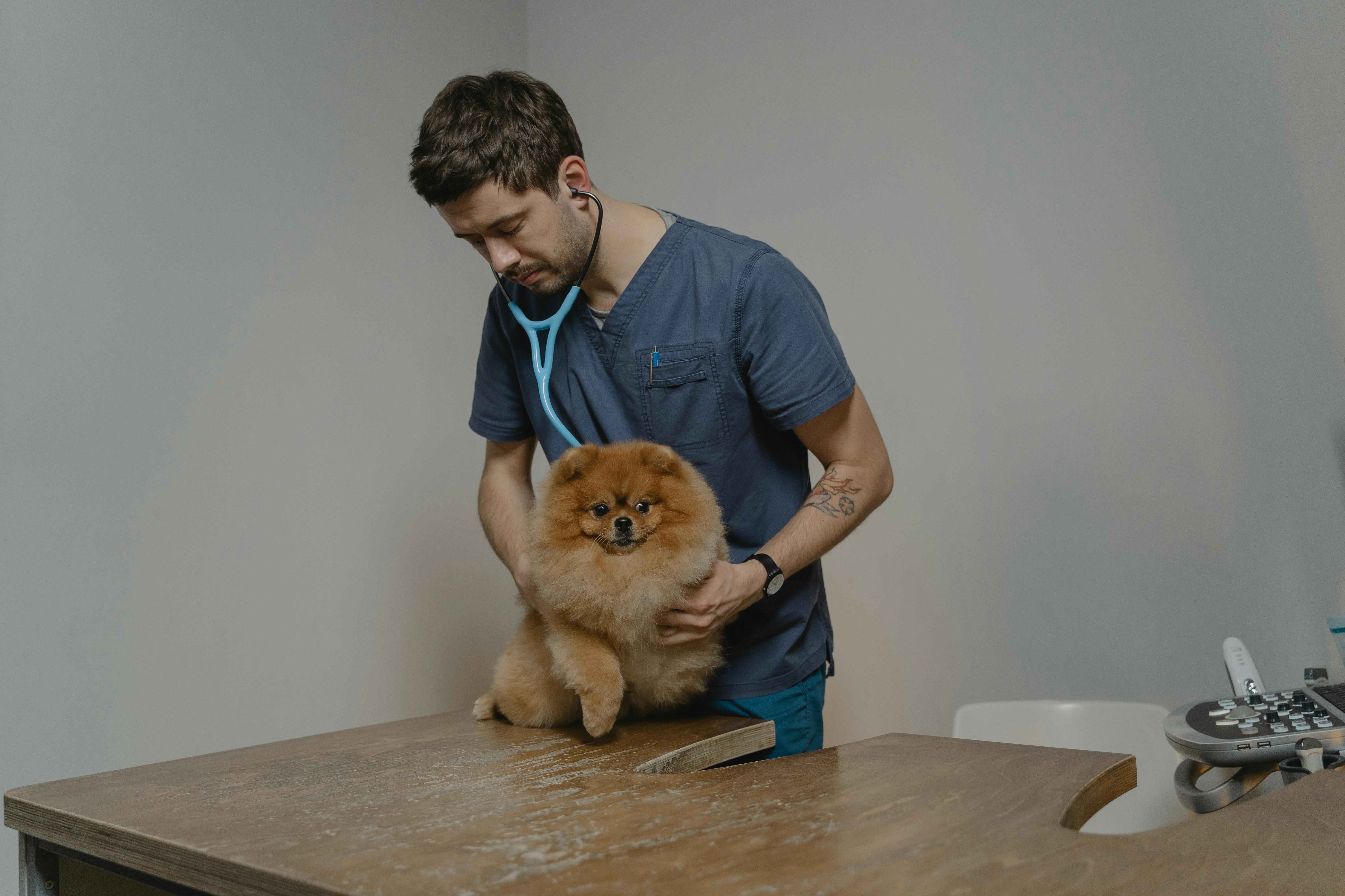犬のサプリメント活用ガイド｜目的別おすすめ成分と選び方の注意点