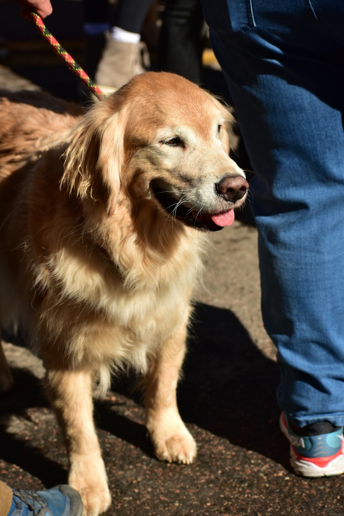 犬と飼い主の幸せなシーン