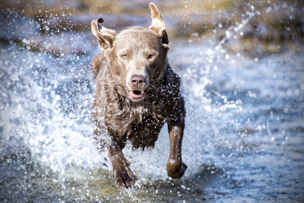 元気に走る犬