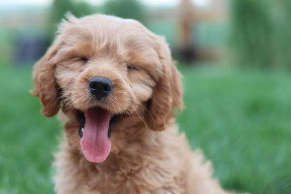 ゴールデンレトリーバーの子犬