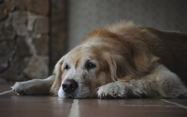 伏せる白茶の長毛犬